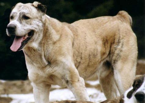 Kuchi Dog Breed » Everything About Kuchi .